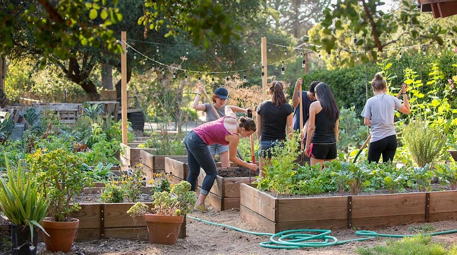 «Ӱҵ students working in FEAST organic garden